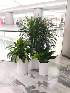 宁波余姚花卉租赁价格